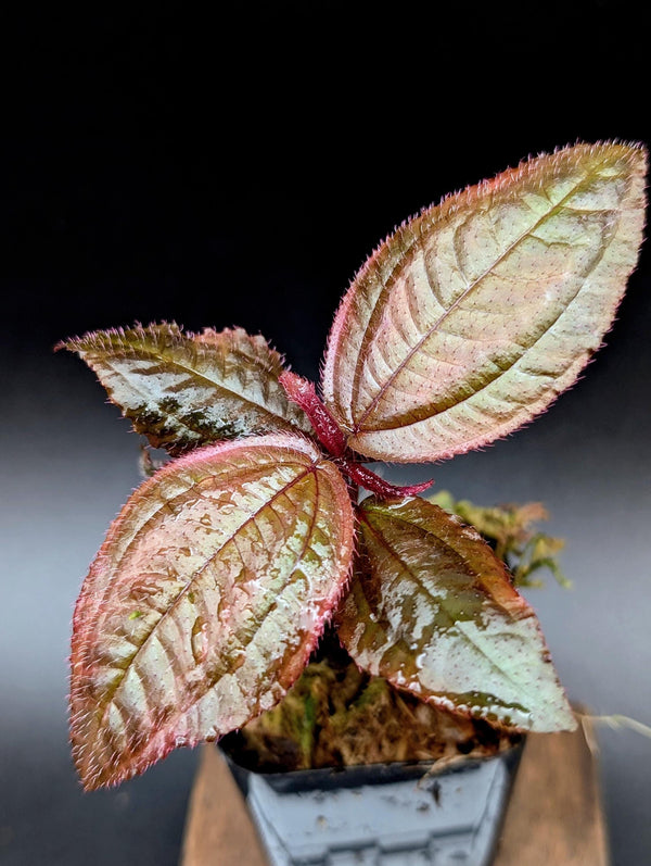 Triolena hirsuta [non-exact]