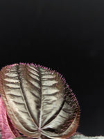 Triolena hirsuta [non-exact]