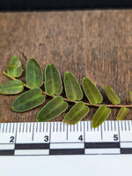 Marcgravia umbellata pink [10-leaf cutting]