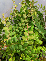 Marcgravia sp. white seam [12 leaf cutting]