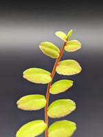 Marcgravia sp. white seam [12 leaf cutting]