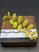 Marcgravia sp. white seam [12 leaf cutting]