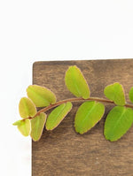 Marcgravia sp. white seam [12 leaf cutting]