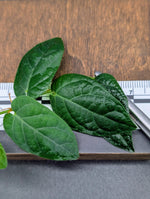 Ficus sp. surigao (mt. Maniayao locality) [cutting]