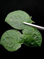 Pothos ovatifolius 'Quezon' [cutting]