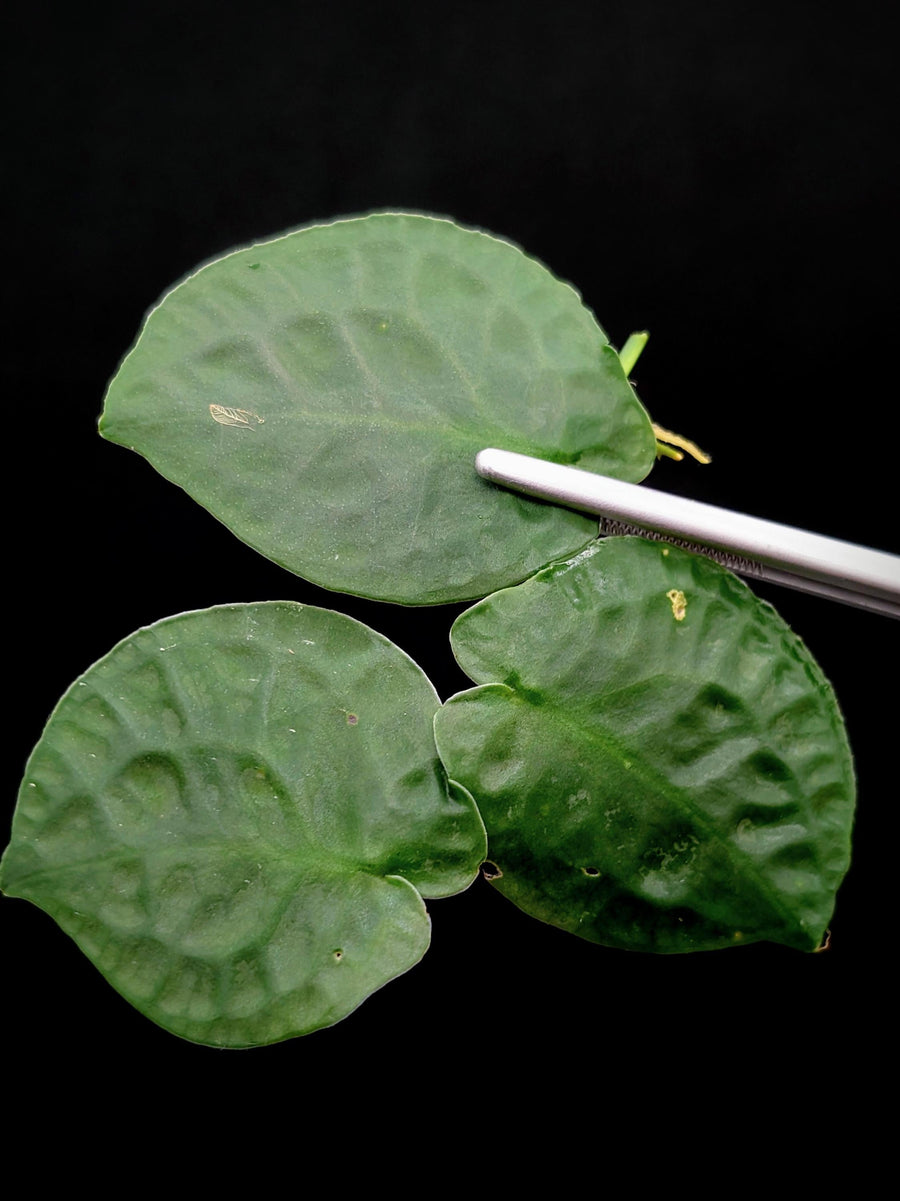 Pothos ovatifolius 'Quezon' [cutting]