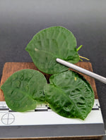 Pothos ovatifolius 'Quezon' [cutting]