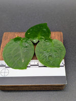 Pothos ovatifolius 'Quezon' [cutting]