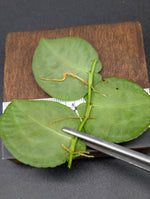 Pothos ovatifolius 'Quezon' [cutting]
