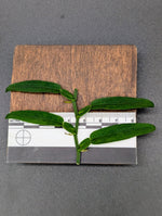 Pothos chinensis [cutting]