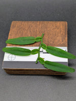 Pothos chinensis [cutting]