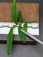 Pothos sp riau [cutting]