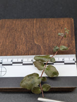 Melastomataceae sp. west sumatra [cutting]