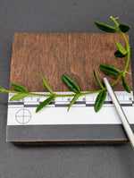 Hoya engleriana [cutting]