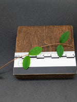 Hydrangea sp. [cutting]