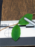 Hydrangea sp. [cutting]