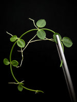 Dischidia major syn: rafflesiana [cutting]