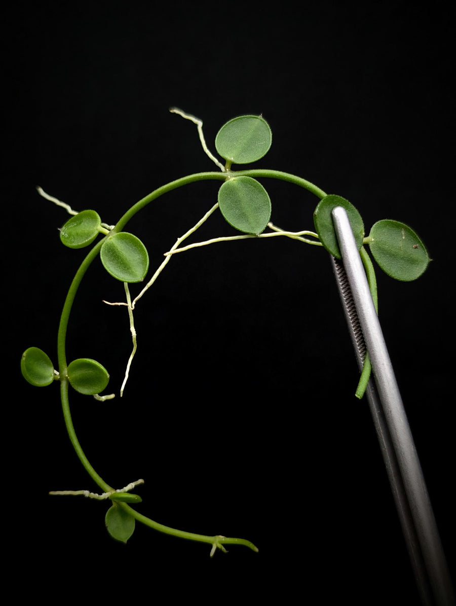 Dischidia major syn: rafflesiana [cutting]