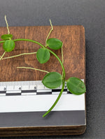 Dischidia major syn: rafflesiana [cutting]