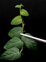 Ficus sp. surigao (mt. Maniayao locality) [cutting]