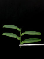 Pothos chinensis [cutting]
