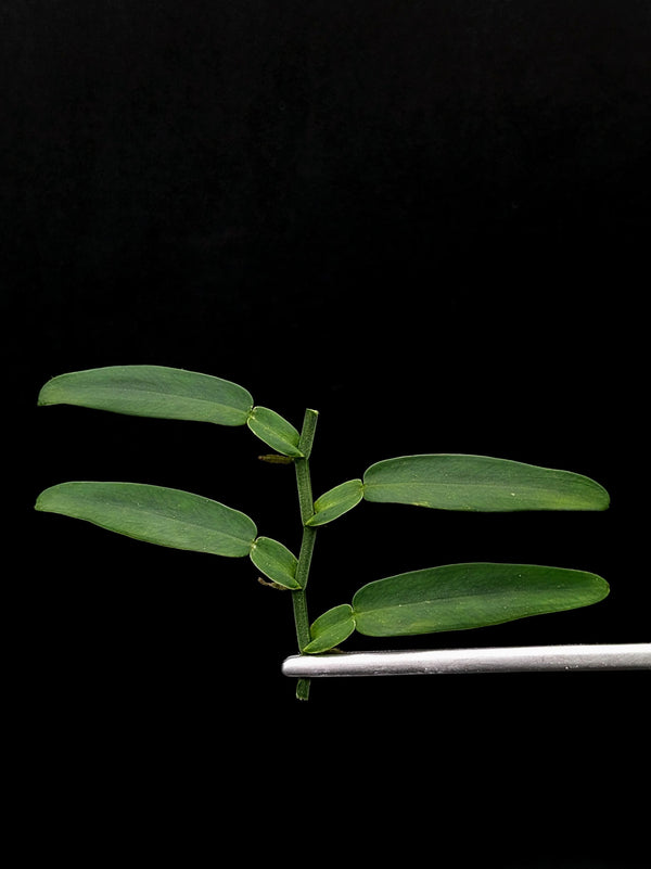 Pothos chinensis [cutting]