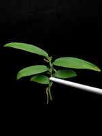 Pothos sp riau [cutting]