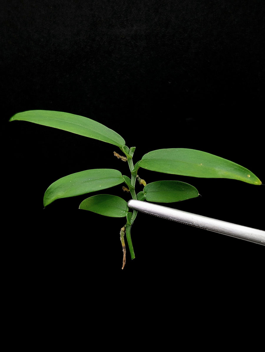 Pothos sp riau [cutting]