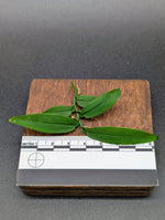 Pothos sp riau [cutting]