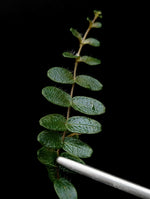 Micrechites sp west sumatra [cutting]