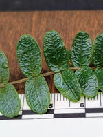 Micrechites sp west sumatra [cutting]
