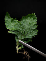 Selaginella sp costa rica [cutting]