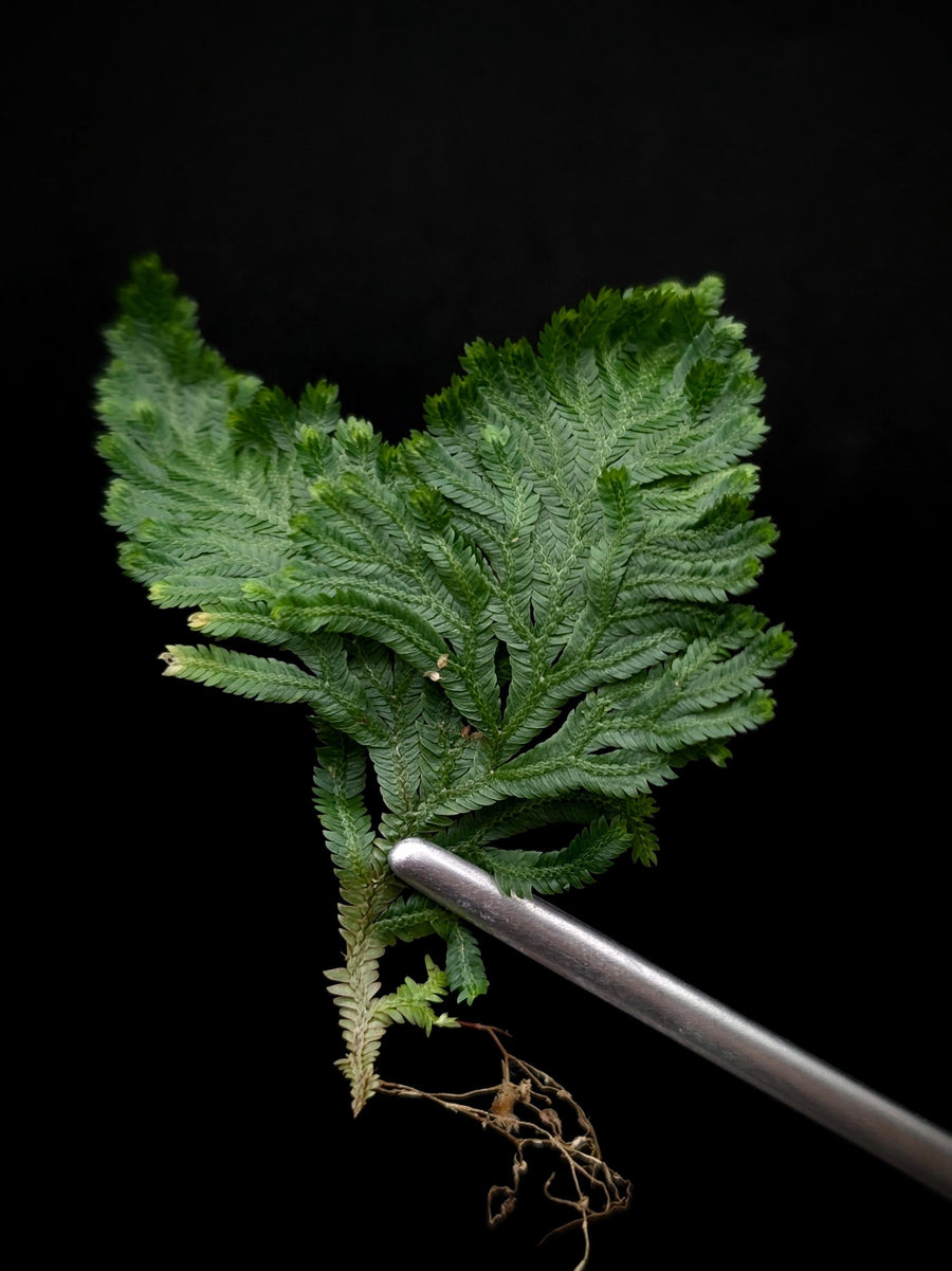 Selaginella sp costa rica [cutting]