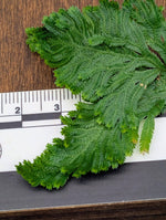 Selaginella sp costa rica [cutting]