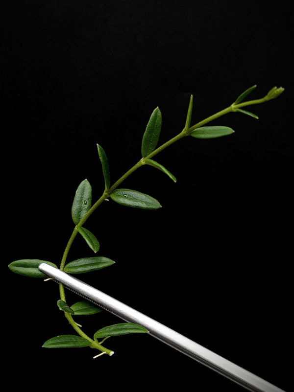 Hoya engleriana [cutting]