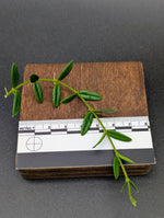 Hoya engleriana [cutting]