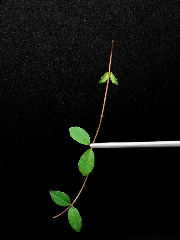 Hydrangea sp. [cutting]