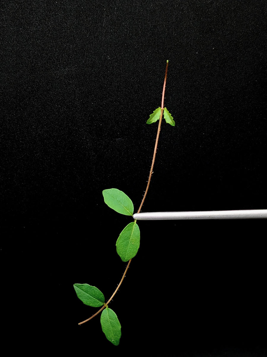 Hydrangea sp. [cutting]