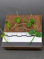 Dischidia major syn: rafflesiana [cutting]